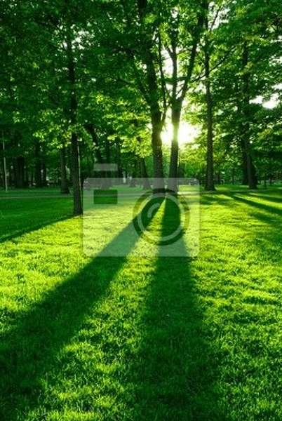 Фотообои с весенним зеленым парком
