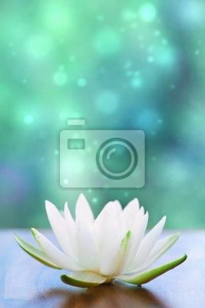 Фотообои с белой кувшинкой