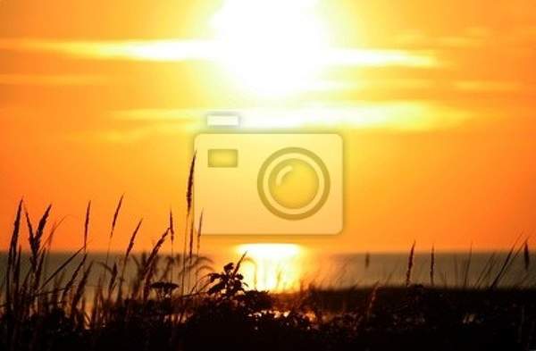 Фотообои с камышами в лучах заката