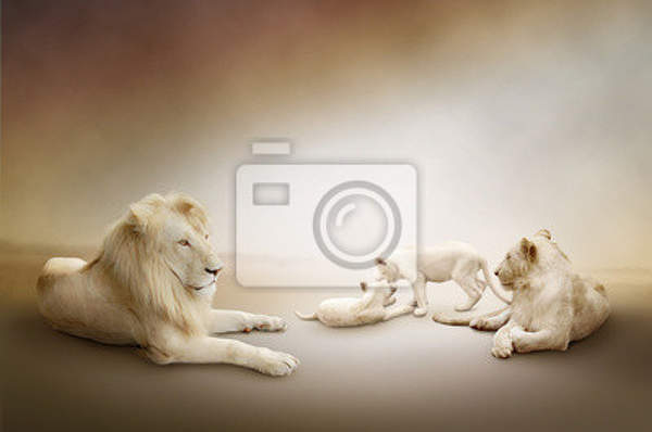 Фотообои с белыми львами