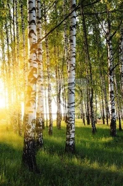 Фотообои с березами в летнем лесу (пейзаж)