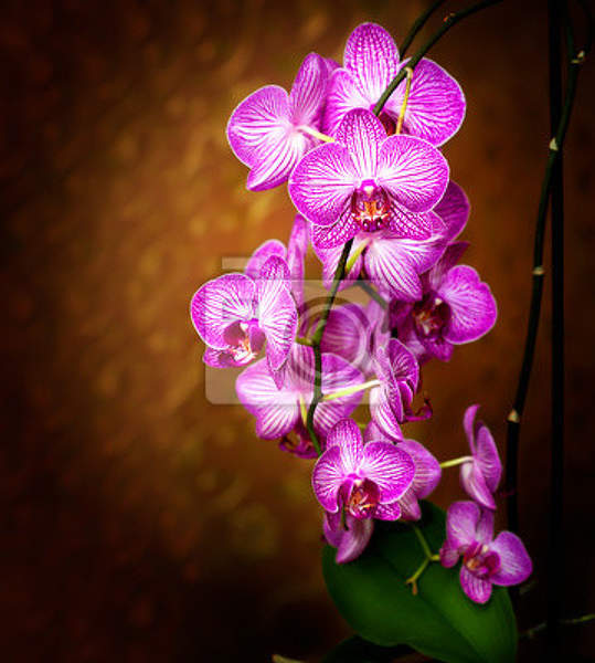 Фотообои с орхидеями на коричневом фоне