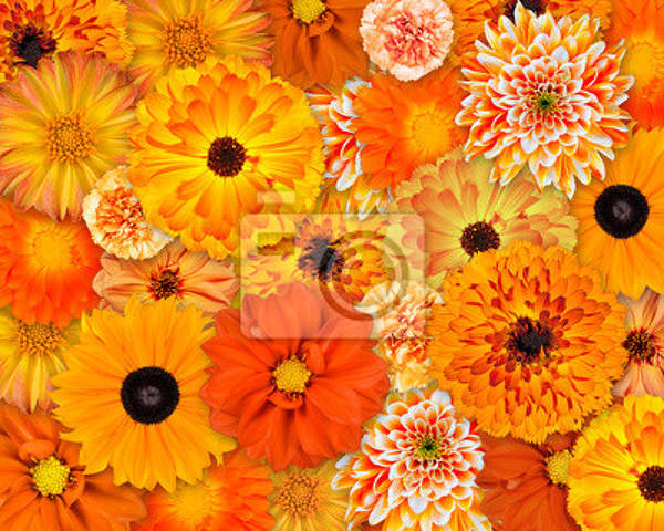 Фотообои с оранжевыми цветами