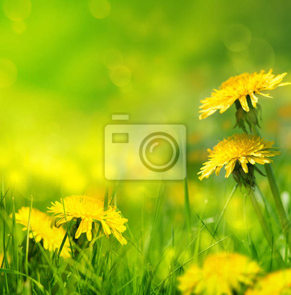 Фотообои с желтыми одуванчиками