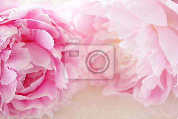 Фотообои с розовым пионом