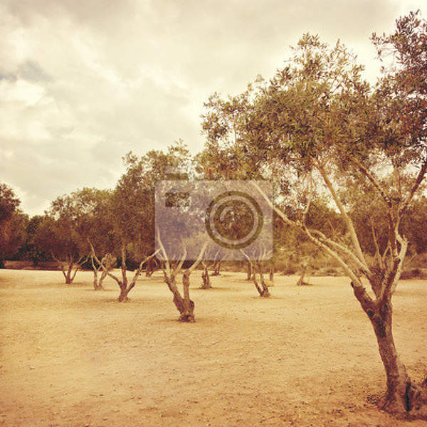 Фотообои на стену с оливковыми деревьями (пейзаж)