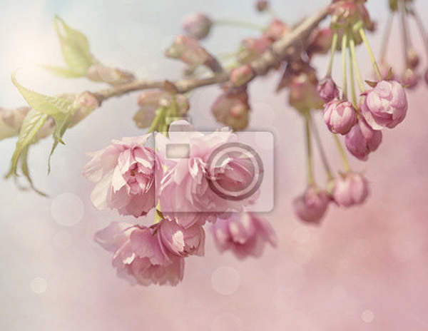 Фотообои с цветущей вишней