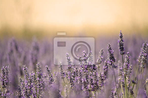 Фотообои с лавандовым лугом