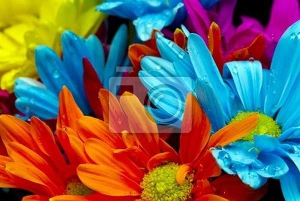 Фотообои с разноцветными цветами