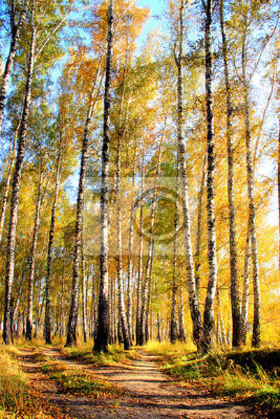Фотообои "Осенний пейзаж с березами"