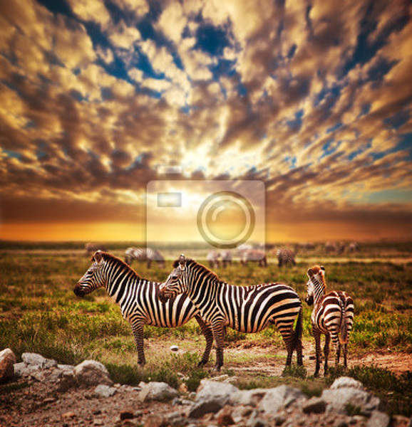 Фотообои с зебрами в саванне
