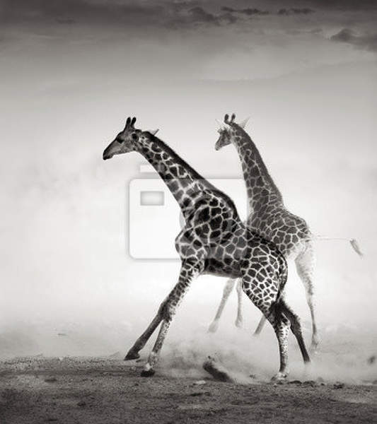 Фотообои с жирафами