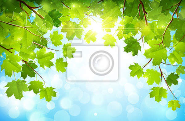Фотообои с кленовыми листьями