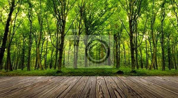 Фотообои с зелеными деревьями