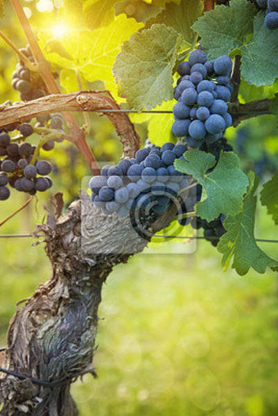 Фотообои с виноградником