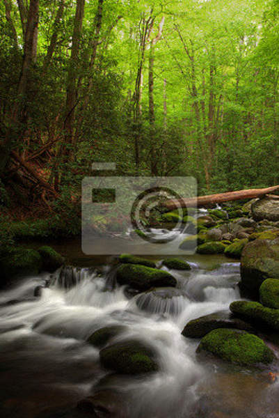 Фотообои с горной рекой в лесу