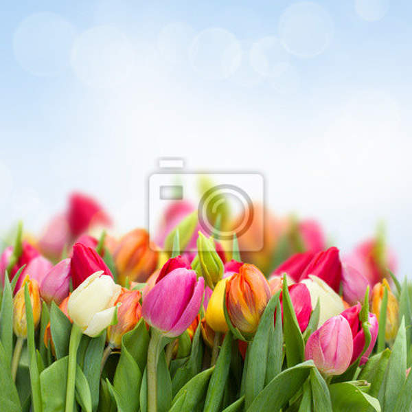 Фотообои на стену с красочными тюльпанами