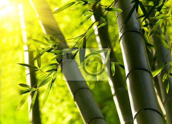 Фотообои - Солнечный свет в бамбуковом лесу