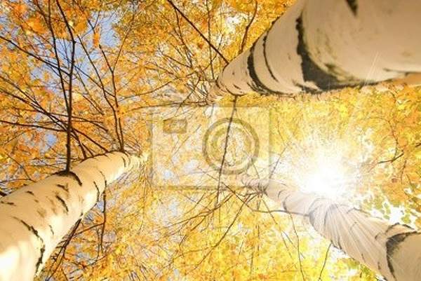 Фотообои для потолка "Березы осенью"