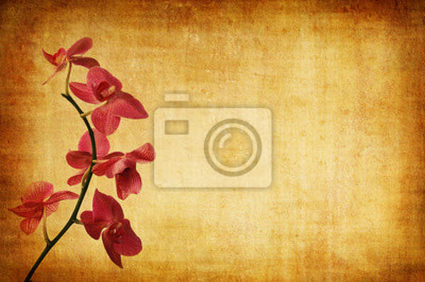 Фотообои с винтажными орхидеями