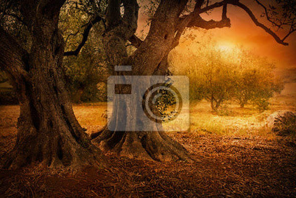 Фотообои - Старые оливковые деревья