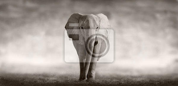 Фотообои на стену - Слон
