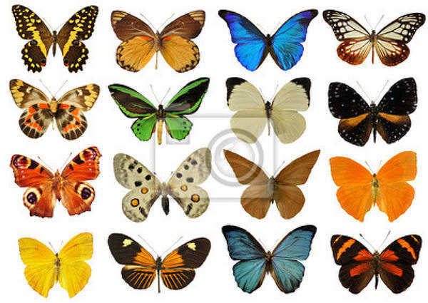 Фотообои с разноцветными бабочками