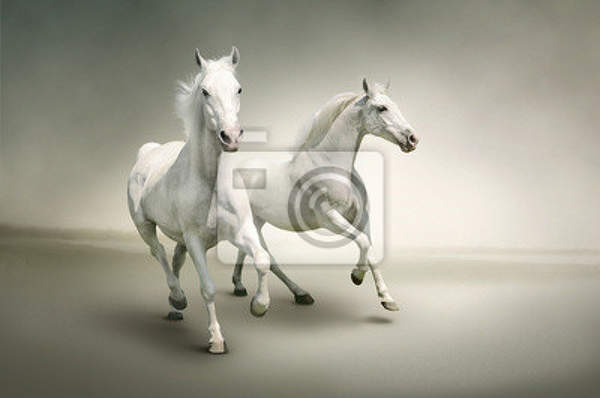 Фотообои - Пара белых лошадей