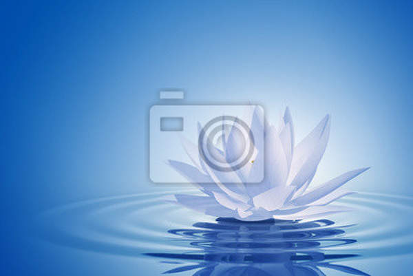 Фотообои с белым лотосом на голубом фоне