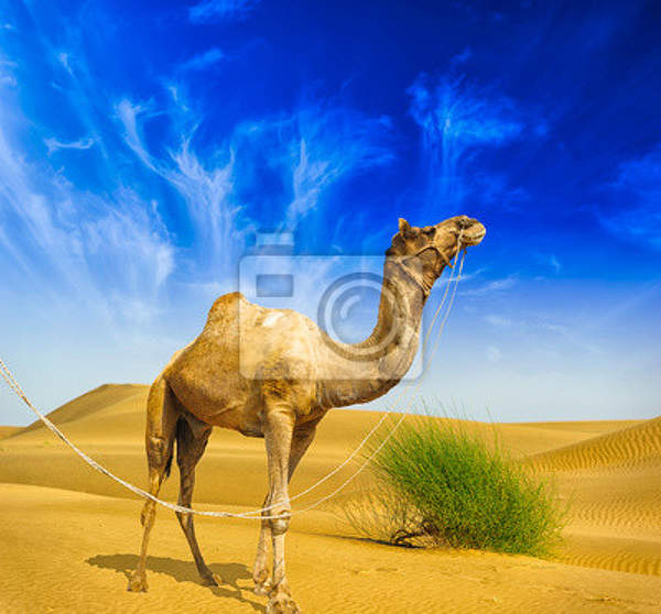 Фотообои - Верблюд в пустыне