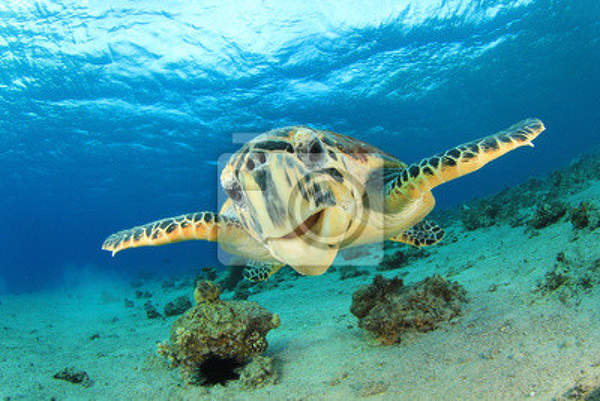 Фотообои на стену с морской черепахой