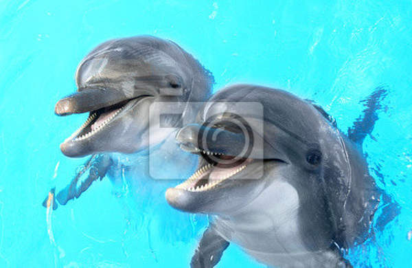 Фотообои - Дельфины в бассейне