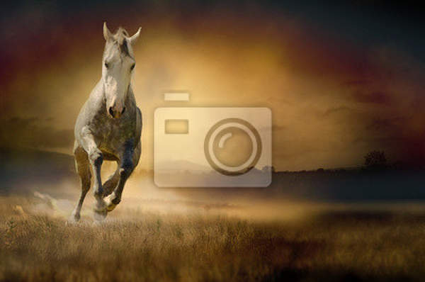 Фотообои с белым конем