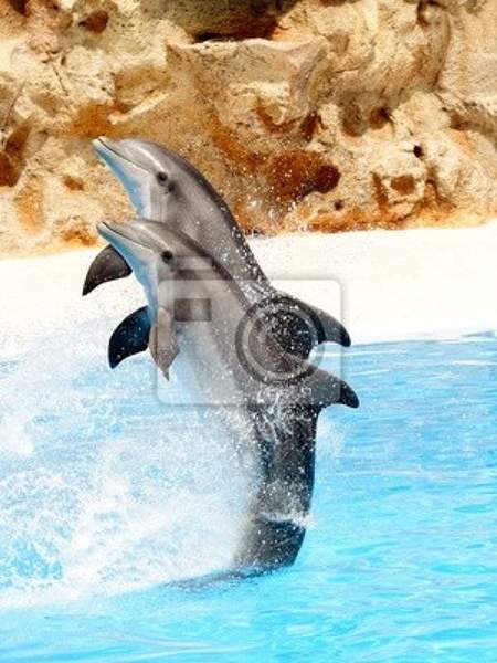 Фотообои - Дельфины прыгают из воды