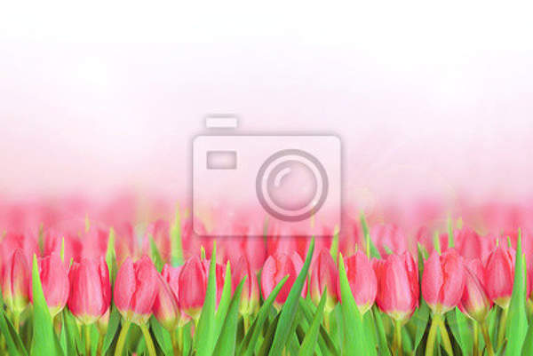 Фотообои - Рисунок розовых тюльпанов