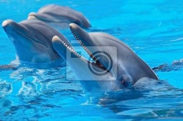 Фотообои - Счастливые дельфины