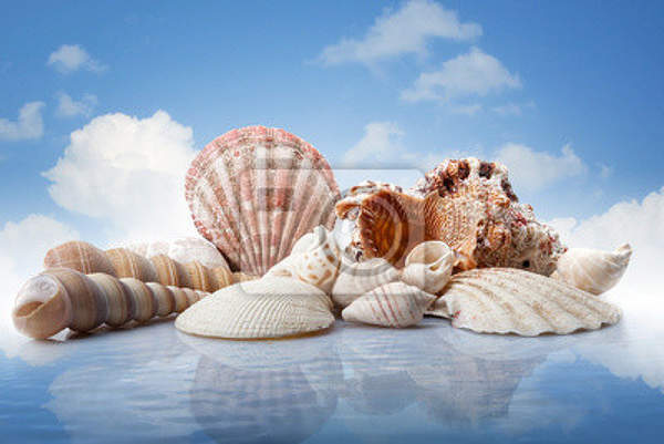 Фотообои - Морские ракушки