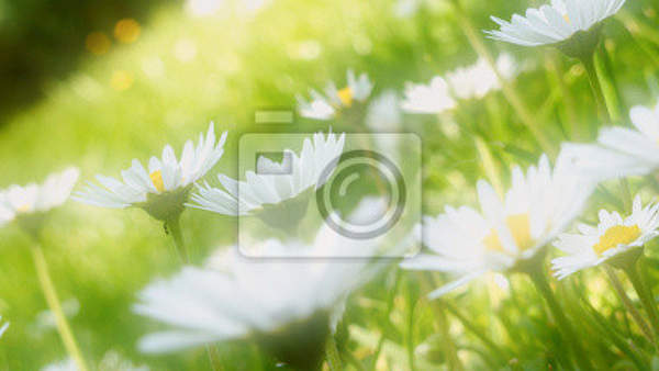 Фотообои - Поле ромашек