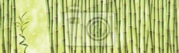 Фотообои - Панорама бамбука