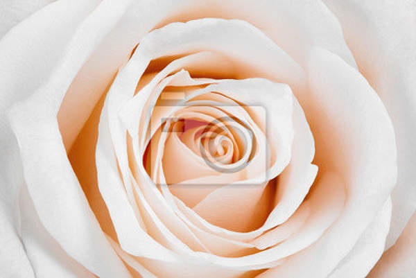 Фотообои - Прекрасная белая роза