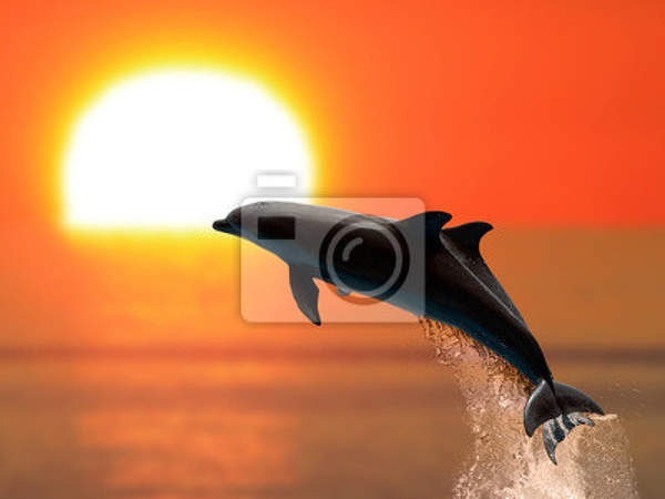 Фотообои - Дельфин на закате