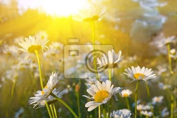 Фотообои - Ромашки в лучах вечернего солнца