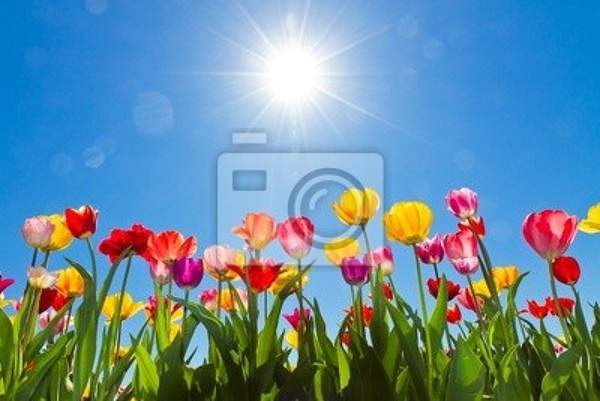 Фотообои на стену с цветами на фоне солнечных лучей