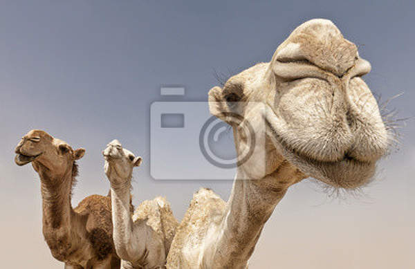 Фотообои - Верблюды
