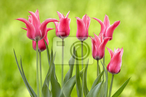 Фотообои - Розовые тюльпаны на зеленом фоне