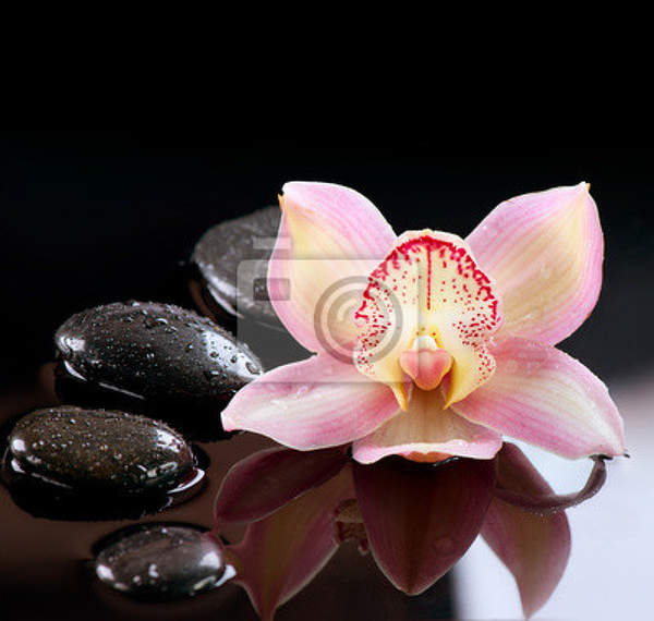 Фотообои - Композиция орхидеи с камнями