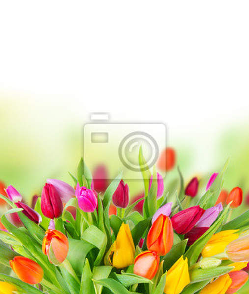 Фотообои с яркими разноцветными тюльпанами