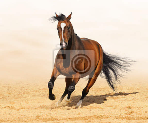 Фотообои - Бурая лошадь