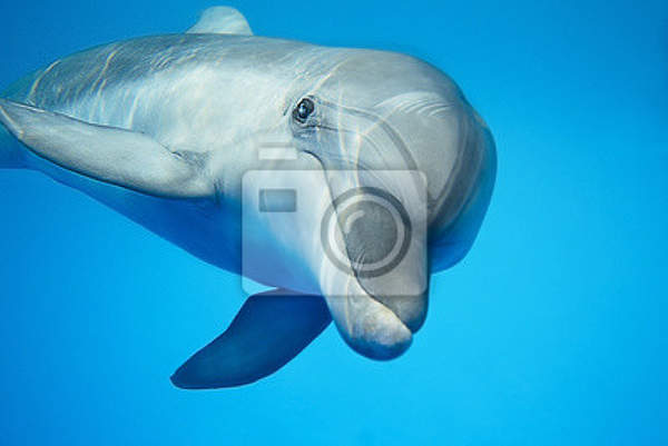 Фотообои - Дельфин под водой