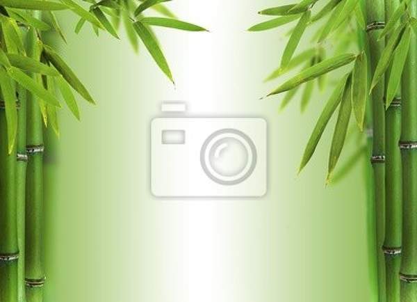 Фотообои - Бамбуковые побеги